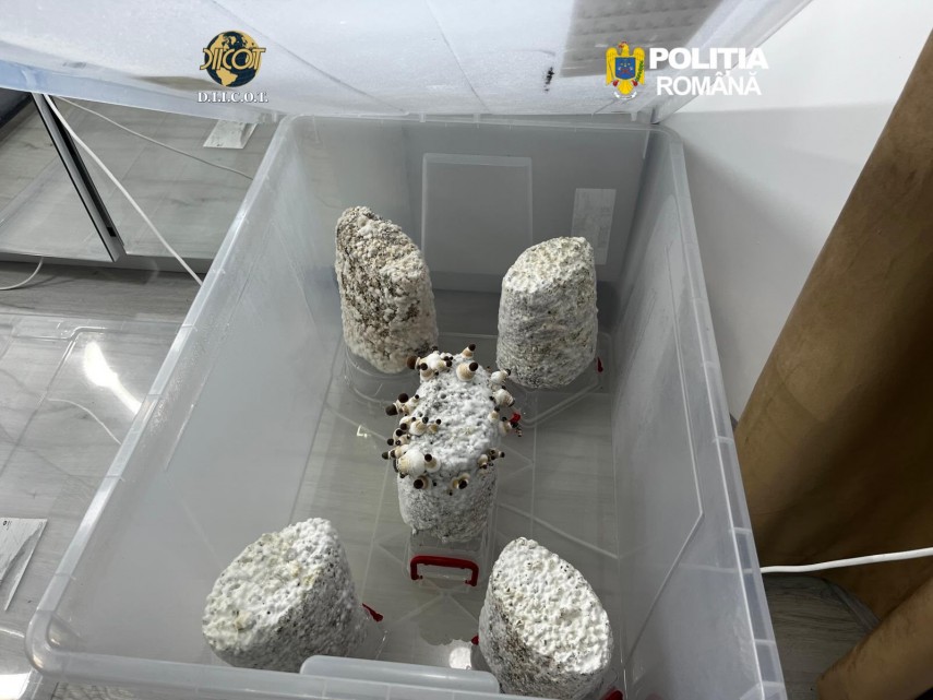 foto ciuperci halucinogene cultivate in capitala culturi de droguri de risc si mare risc destructurate foto ciuperci halucinogene cultivate in capitala culturi de droguri de risc si mare risc destructurate