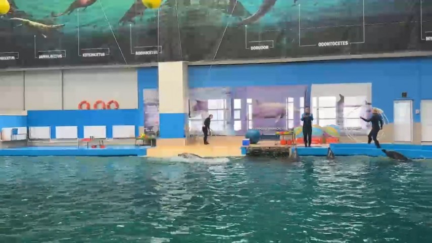 foto video aglomeratie la delfinariul din constanta toate biletele pentru primele trei reprezentatii foto video aglomeratie la delfinariul din constanta toate biletele pentru primele trei reprezentatii