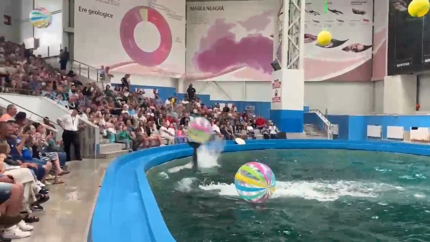 foto video aglomeratie la delfinariul din constanta toate biletele pentru primele trei reprezentatii foto video aglomeratie la delfinariul din constanta toate biletele pentru primele trei reprezentatii