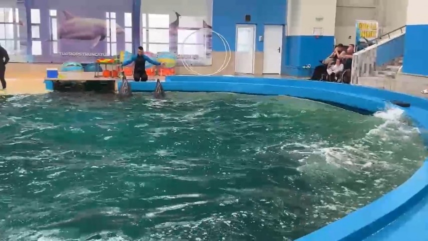 foto video aglomeratie la delfinariul din constanta toate biletele pentru primele trei reprezentatii foto video aglomeratie la delfinariul din constanta toate biletele pentru primele trei reprezentatii