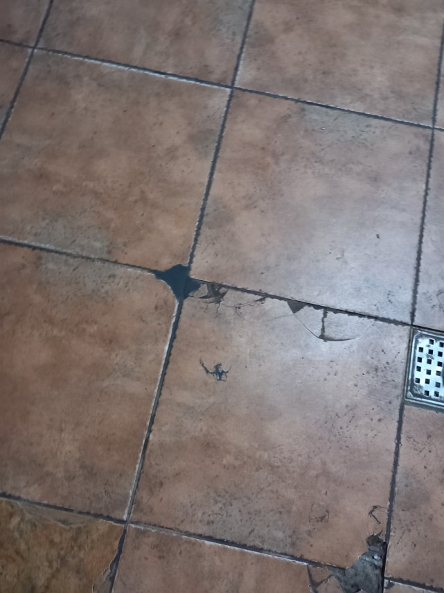 foto controale de amploare ale anpc in judetul constanta mizerie insecte si alimente expirate in restaurante foto controale de amploare ale anpc in judetul constanta mizerie insecte si alimente expirate in restaurante