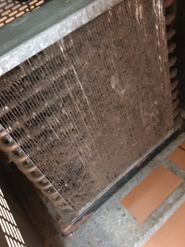 foto controale de amploare ale anpc in judetul constanta mizerie insecte si alimente expirate in restaurante foto controale de amploare ale anpc in judetul constanta mizerie insecte si alimente expirate in restaurante