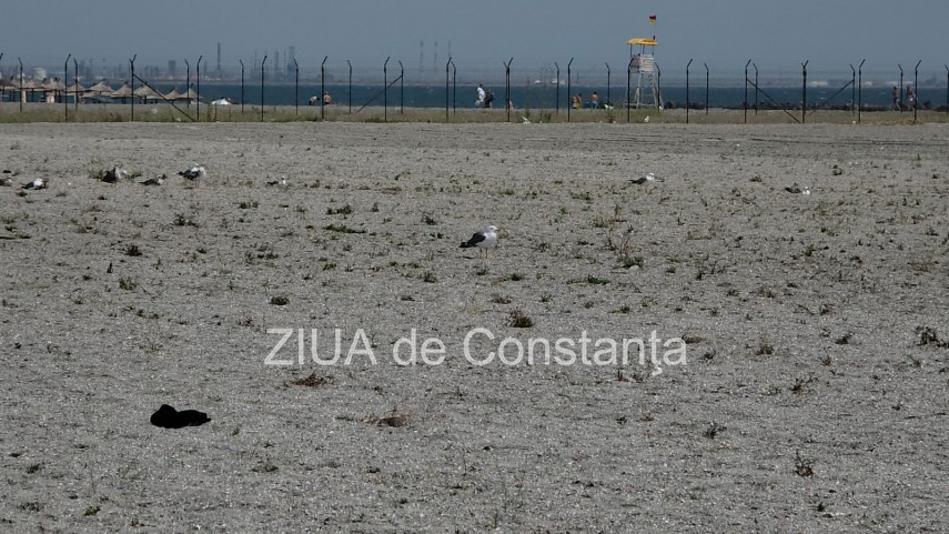 foto video fotoreportaj mamaia a inverzit in plin sezon estival vegetatia a pus stapanire pe plajele foto video fotoreportaj mamaia a inverzit in plin sezon estival vegetatia a pus stapanire pe plajele