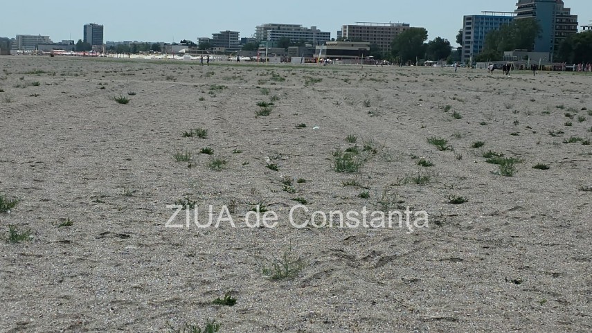 foto video fotoreportaj mamaia a inverzit in plin sezon estival vegetatia a pus stapanire pe plajele foto video fotoreportaj mamaia a inverzit in plin sezon estival vegetatia a pus stapanire pe plajele