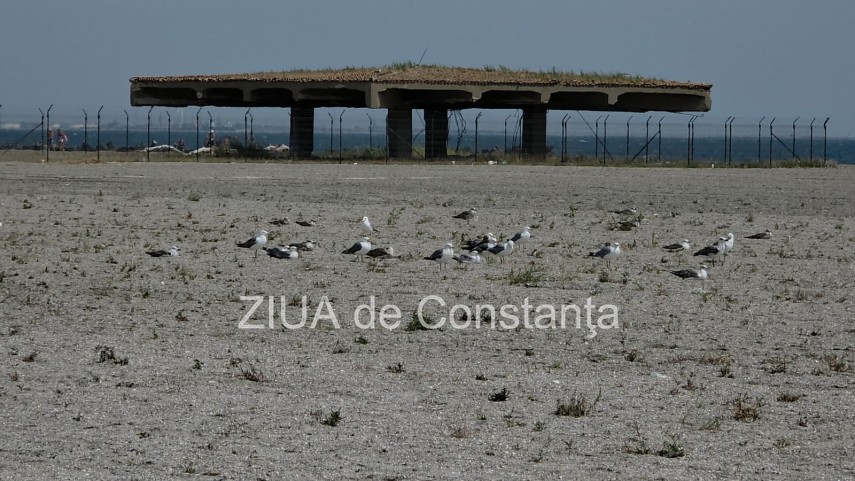 foto video fotoreportaj mamaia a inverzit in plin sezon estival vegetatia a pus stapanire pe plajele foto video fotoreportaj mamaia a inverzit in plin sezon estival vegetatia a pus stapanire pe plajele