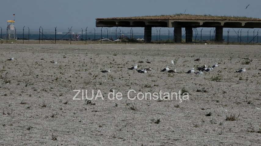 foto video fotoreportaj mamaia a inverzit in plin sezon estival vegetatia a pus stapanire pe plajele foto video fotoreportaj mamaia a inverzit in plin sezon estival vegetatia a pus stapanire pe plajele