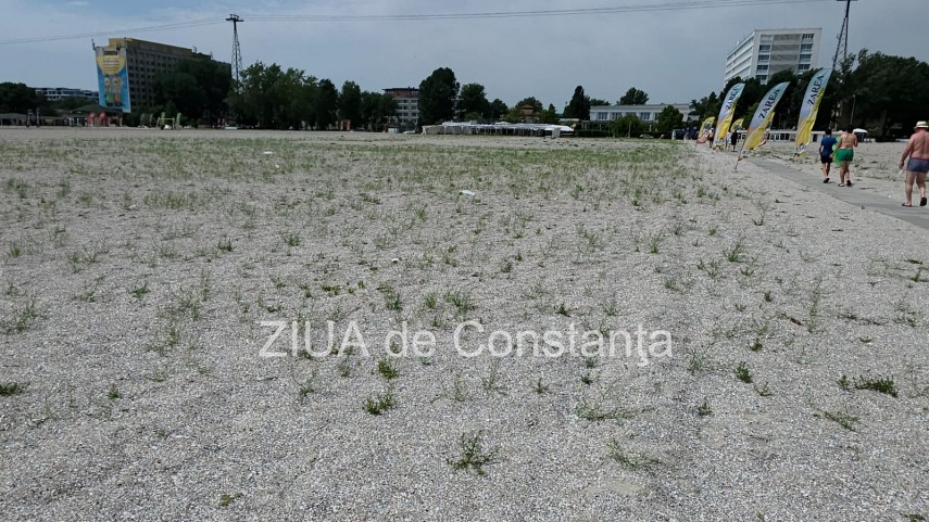 foto video fotoreportaj mamaia a inverzit in plin sezon estival vegetatia a pus stapanire pe plajele foto video fotoreportaj mamaia a inverzit in plin sezon estival vegetatia a pus stapanire pe plajele