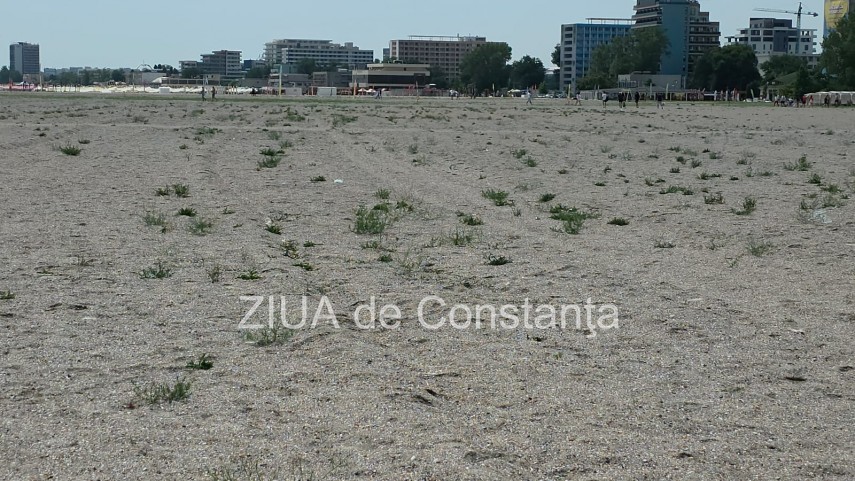 foto video fotoreportaj mamaia a inverzit in plin sezon estival vegetatia a pus stapanire pe plajele foto video fotoreportaj mamaia a inverzit in plin sezon estival vegetatia a pus stapanire pe plajele