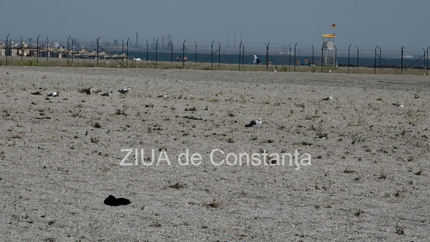 foto video fotoreportaj mamaia a inverzit in plin sezon estival vegetatia a pus stapanire pe plajele foto video fotoreportaj mamaia a inverzit in plin sezon estival vegetatia a pus stapanire pe plajele