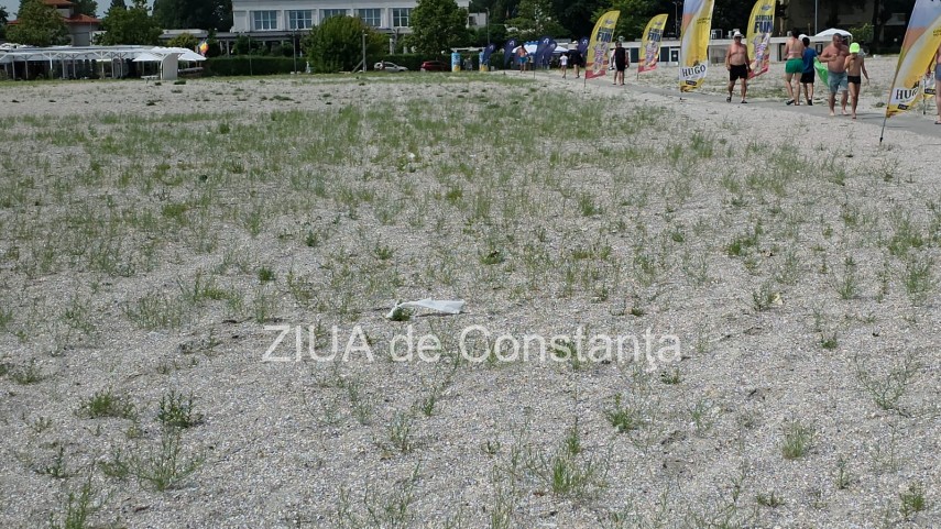 foto video fotoreportaj mamaia a inverzit in plin sezon estival vegetatia a pus stapanire pe plajele foto video fotoreportaj mamaia a inverzit in plin sezon estival vegetatia a pus stapanire pe plajele