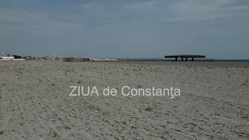 foto video fotoreportaj mamaia a inverzit in plin sezon estival vegetatia a pus stapanire pe plajele foto video fotoreportaj mamaia a inverzit in plin sezon estival vegetatia a pus stapanire pe plajele