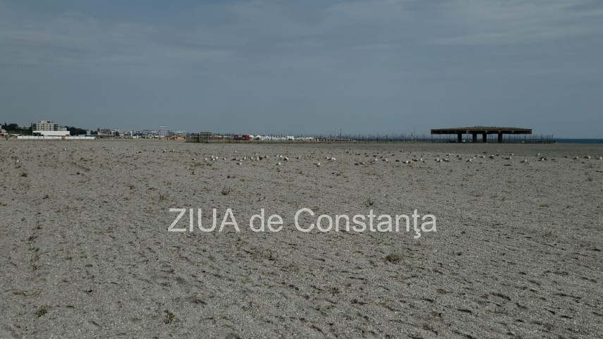 foto video fotoreportaj mamaia a inverzit in plin sezon estival vegetatia a pus stapanire pe plajele foto video fotoreportaj mamaia a inverzit in plin sezon estival vegetatia a pus stapanire pe plajele