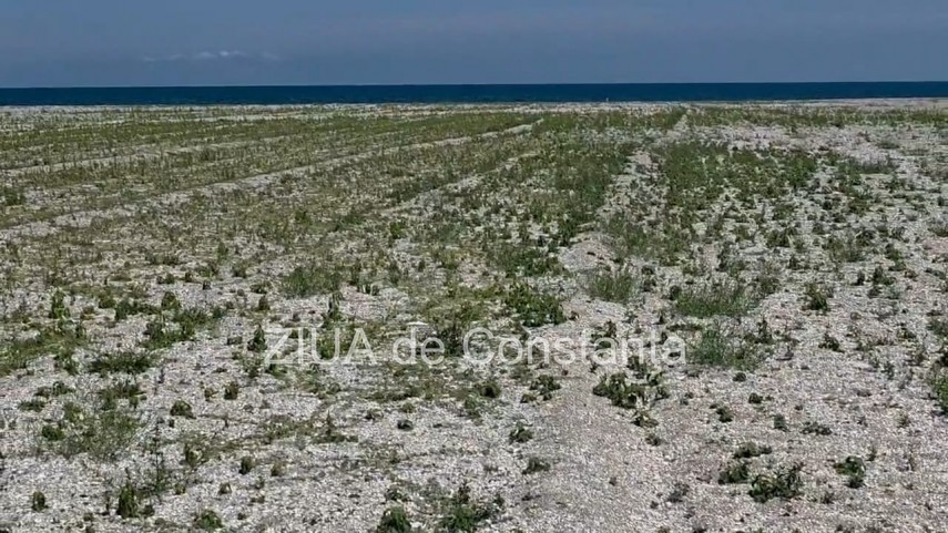 foto video fotoreportaj mamaia a inverzit in plin sezon estival vegetatia a pus stapanire pe plajele foto video fotoreportaj mamaia a inverzit in plin sezon estival vegetatia a pus stapanire pe plajele