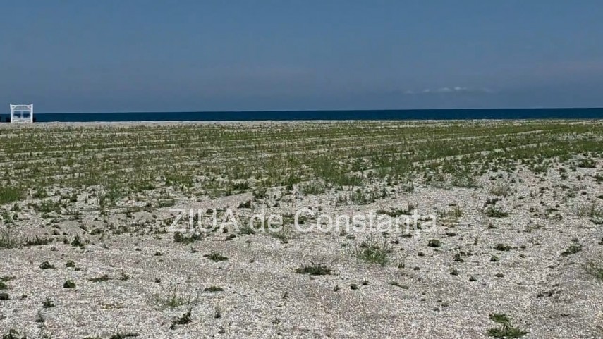 foto video fotoreportaj mamaia a inverzit in plin sezon estival vegetatia a pus stapanire pe plajele foto video fotoreportaj mamaia a inverzit in plin sezon estival vegetatia a pus stapanire pe plajele