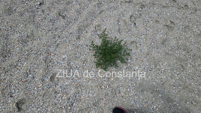 foto video fotoreportaj mamaia a inverzit in plin sezon estival vegetatia a pus stapanire pe plajele foto video fotoreportaj mamaia a inverzit in plin sezon estival vegetatia a pus stapanire pe plajele