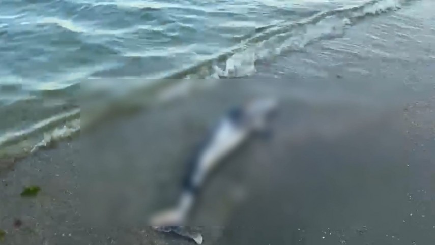 foto video pui de delfin esuat pe plaja din statiunea mamaia zona hotelului meridian 947903 foto video pui de delfin esuat pe plaja din statiunea mamaia zona hotelului meridian 947903