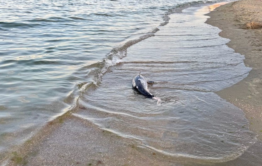 foto video pui de delfin esuat pe plaja din statiunea mamaia zona hotelului meridian 947903 foto video pui de delfin esuat pe plaja din statiunea mamaia zona hotelului meridian 947903