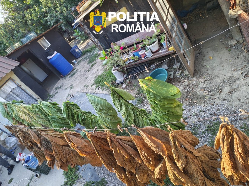 foto fabrica ilegala de tigari descoperita in tulcea peste 5 tone de tutun si mii de tigarete confectionate foto fabrica ilegala de tigari descoperita in tulcea peste 5 tone de tutun si mii de tigarete confectionate
