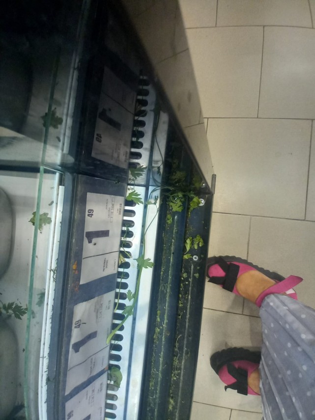 foto video control cjpc la magazinul profi casa de cultura produse expirate si mizerie amenzi de 25 000 foto video control cjpc la magazinul profi casa de cultura produse expirate si mizerie amenzi de 25 000
