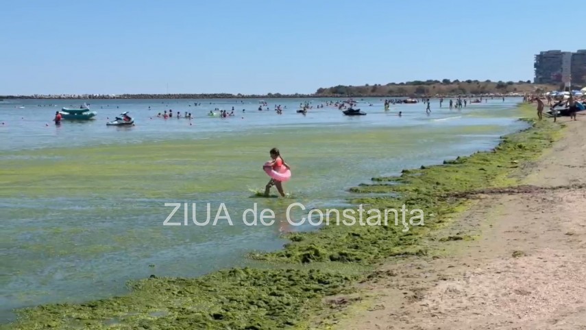 foto video turisti revoltati de algele din zona cleopatra in mamaia in loc sa inot in apa inot in smantana foto video turisti revoltati de algele din zona cleopatra in mamaia in loc sa inot in apa inot in smantana