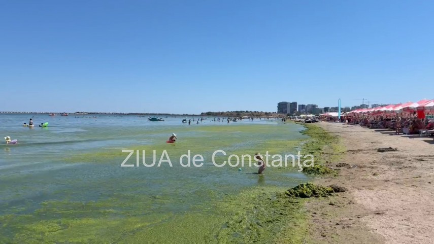 foto video turisti revoltati de algele din zona cleopatra in mamaia in loc sa inot in apa inot in smantana foto video turisti revoltati de algele din zona cleopatra in mamaia in loc sa inot in apa inot in smantana