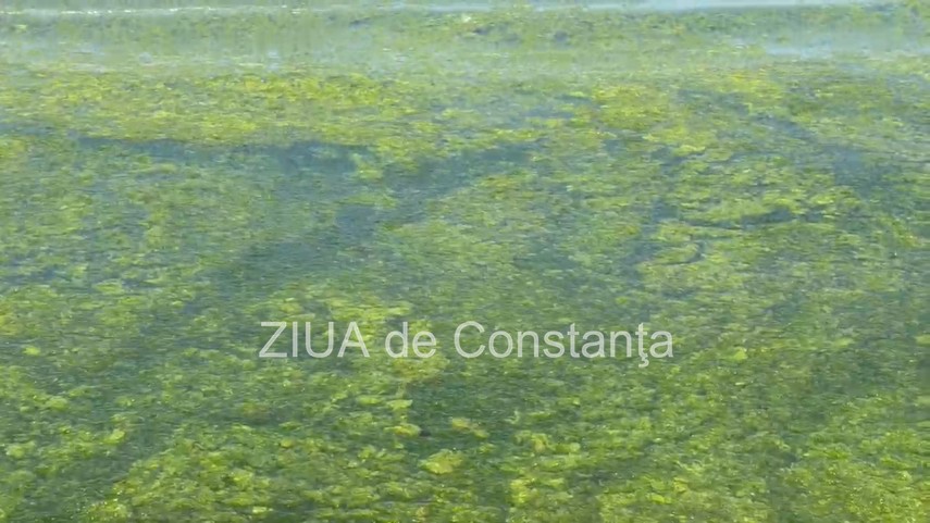foto video turisti revoltati de algele din zona cleopatra in mamaia in loc sa inot in apa inot in smantana foto video turisti revoltati de algele din zona cleopatra in mamaia in loc sa inot in apa inot in smantana