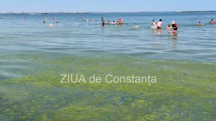 foto video turisti revoltati de algele din zona cleopatra in mamaia in loc sa inot in apa inot in smantana foto video turisti revoltati de algele din zona cleopatra in mamaia in loc sa inot in apa inot in smantana