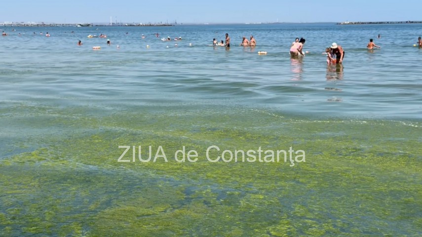 foto video turisti revoltati de algele din zona cleopatra in mamaia in loc sa inot in apa inot in smantana foto video turisti revoltati de algele din zona cleopatra in mamaia in loc sa inot in apa inot in smantana