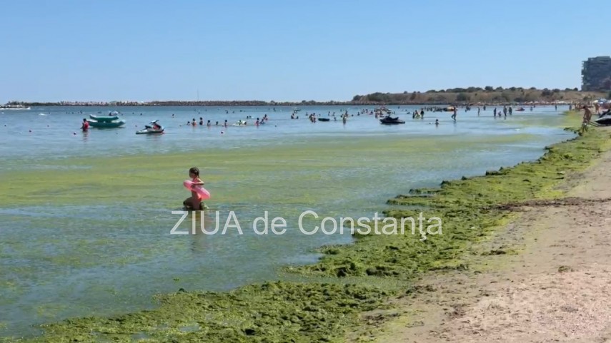 foto video turisti revoltati de algele din zona cleopatra in mamaia in loc sa inot in apa inot in smantana foto video turisti revoltati de algele din zona cleopatra in mamaia in loc sa inot in apa inot in smantana