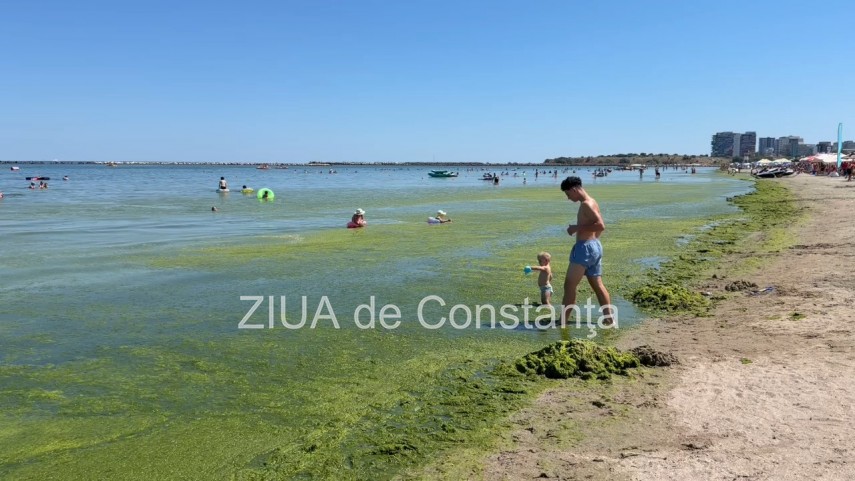 foto video turisti revoltati de algele din zona cleopatra in mamaia in loc sa inot in apa inot in smantana foto video turisti revoltati de algele din zona cleopatra in mamaia in loc sa inot in apa inot in smantana