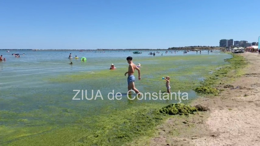 foto video turisti revoltati de algele din zona cleopatra in mamaia in loc sa inot in apa inot in smantana foto video turisti revoltati de algele din zona cleopatra in mamaia in loc sa inot in apa inot in smantana