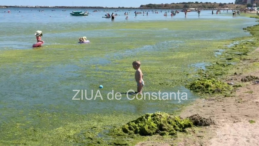 foto video turisti revoltati de algele din zona cleopatra in mamaia in loc sa inot in apa inot in smantana foto video turisti revoltati de algele din zona cleopatra in mamaia in loc sa inot in apa inot in smantana