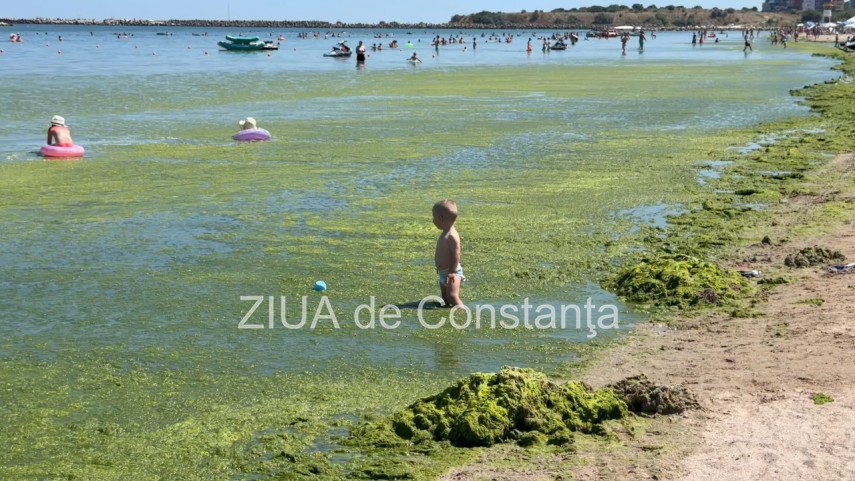 foto video turisti revoltati de algele din zona cleopatra in mamaia in loc sa inot in apa inot in smantana foto video turisti revoltati de algele din zona cleopatra in mamaia in loc sa inot in apa inot in smantana