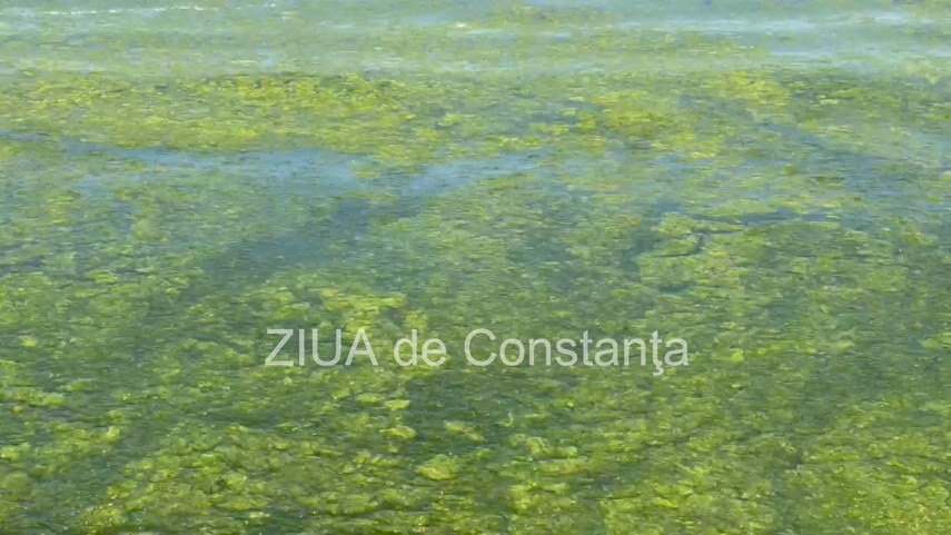 foto video turisti revoltati de algele din zona cleopatra in mamaia in loc sa inot in apa inot in smantana foto video turisti revoltati de algele din zona cleopatra in mamaia in loc sa inot in apa inot in smantana