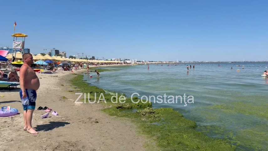 foto video turisti revoltati de algele din zona cleopatra in mamaia in loc sa inot in apa inot in smantana foto video turisti revoltati de algele din zona cleopatra in mamaia in loc sa inot in apa inot in smantana