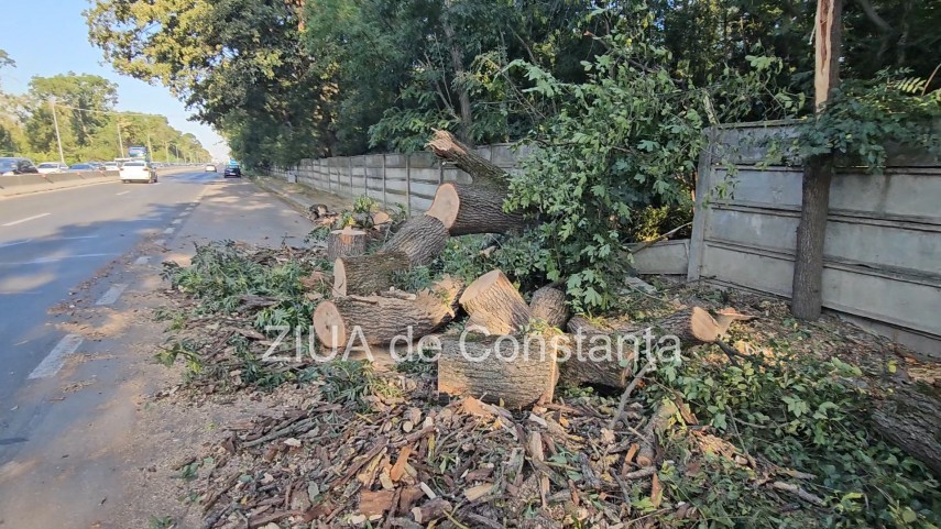 foto video interventie de urgenta pe dn3 constanta valu lui traian un copac cazut pe sosea 949245 foto video interventie de urgenta pe dn3 constanta valu lui traian un copac cazut pe sosea 949245