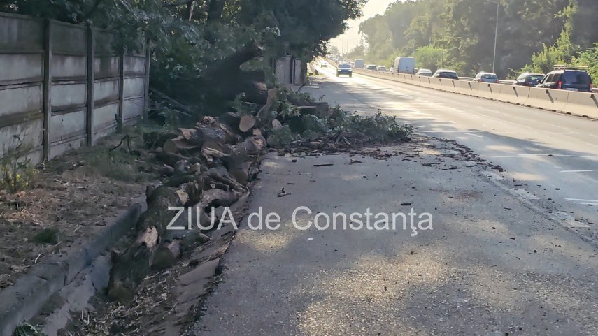 foto video interventie de urgenta pe dn3 constanta valu lui traian un copac cazut pe sosea 949245 foto video interventie de urgenta pe dn3 constanta valu lui traian un copac cazut pe sosea 949245