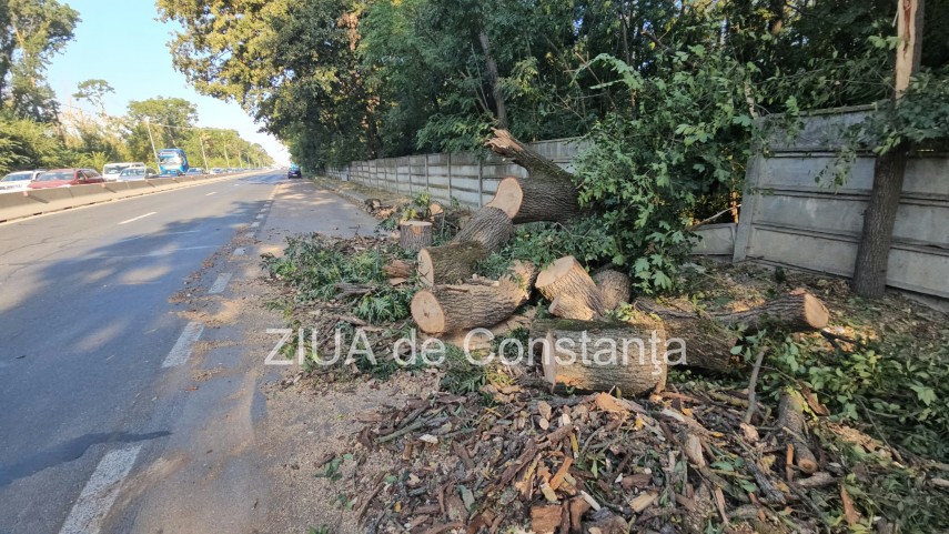 foto video interventie de urgenta pe dn3 constanta valu lui traian un copac cazut pe sosea 949245 foto video interventie de urgenta pe dn3 constanta valu lui traian un copac cazut pe sosea 949245