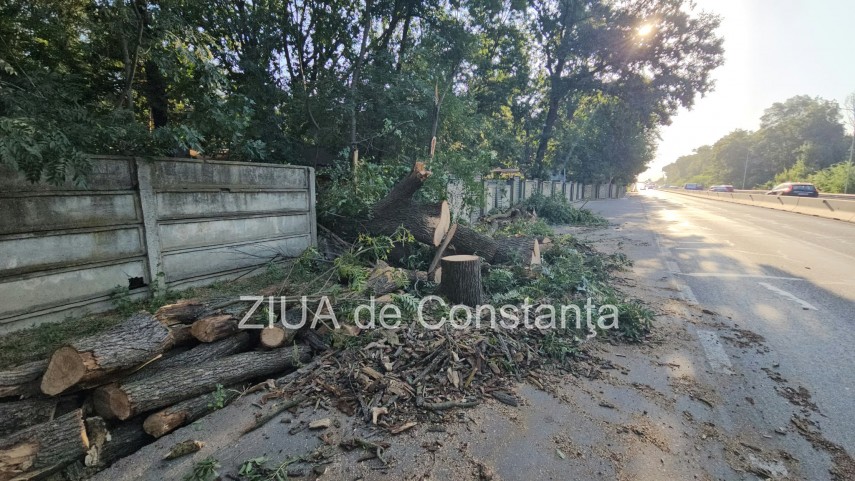 foto video interventie de urgenta pe dn3 constanta valu lui traian un copac cazut pe sosea 949245 foto video interventie de urgenta pe dn3 constanta valu lui traian un copac cazut pe sosea 949245