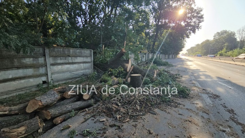 foto video interventie de urgenta pe dn3 constanta valu lui traian un copac cazut pe sosea 949245 foto video interventie de urgenta pe dn3 constanta valu lui traian un copac cazut pe sosea 949245