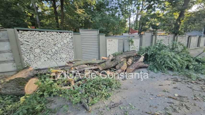 foto video interventie de urgenta pe dn3 constanta valu lui traian un copac cazut pe sosea 949245 foto video interventie de urgenta pe dn3 constanta valu lui traian un copac cazut pe sosea 949245