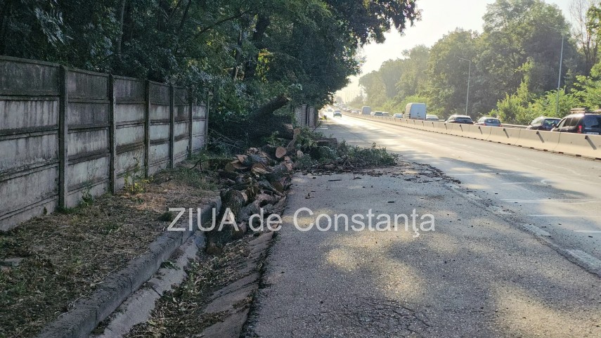 foto video interventie de urgenta pe dn3 constanta valu lui traian un copac cazut pe sosea 949245 foto video interventie de urgenta pe dn3 constanta valu lui traian un copac cazut pe sosea 949245
