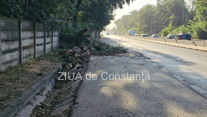 foto video interventie de urgenta pe dn3 constanta valu lui traian un copac cazut pe sosea 949245 foto video interventie de urgenta pe dn3 constanta valu lui traian un copac cazut pe sosea 949245
