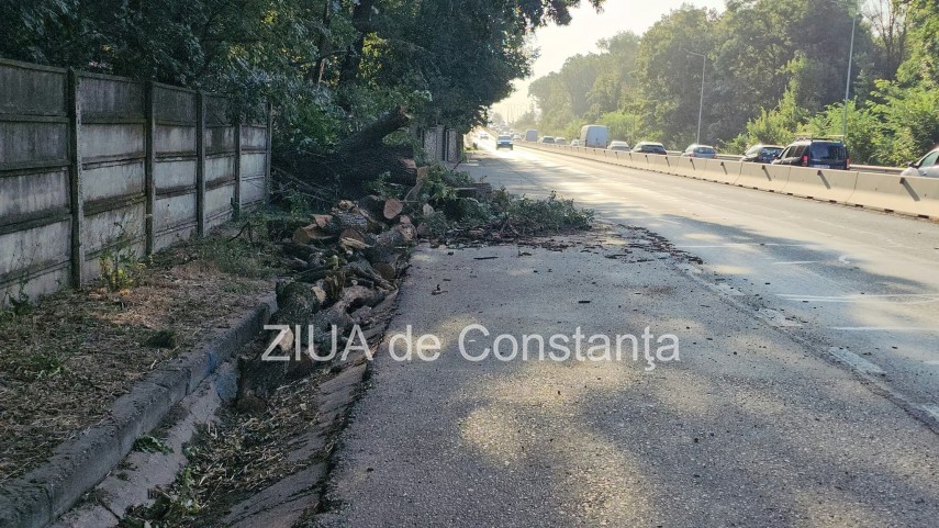 foto video interventie de urgenta pe dn3 constanta valu lui traian un copac cazut pe sosea 949245 foto video interventie de urgenta pe dn3 constanta valu lui traian un copac cazut pe sosea 949245