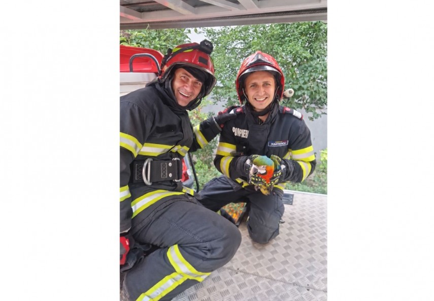 foto misiune inedita a pompierilor isu tulcea au salvat un papagal dintr un copac 952414 foto misiune inedita a pompierilor isu tulcea au salvat un papagal dintr un copac 952414
