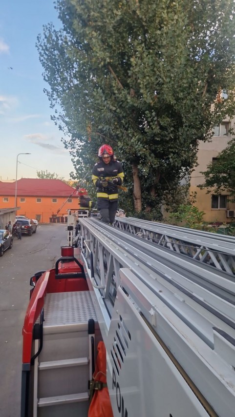 foto misiune inedita a pompierilor isu tulcea au salvat un papagal dintr un copac 952414 foto misiune inedita a pompierilor isu tulcea au salvat un papagal dintr un copac 952414