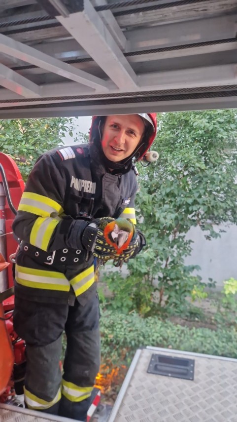 foto misiune inedita a pompierilor isu tulcea au salvat un papagal dintr un copac 952414 foto misiune inedita a pompierilor isu tulcea au salvat un papagal dintr un copac 952414