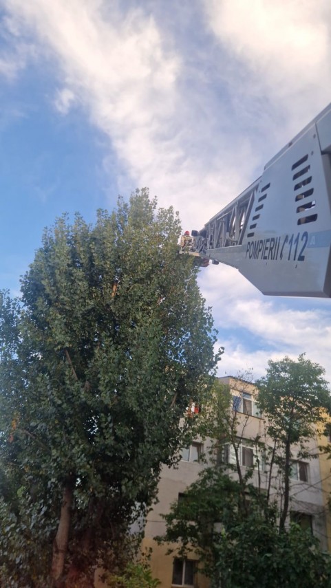 foto misiune inedita a pompierilor isu tulcea au salvat un papagal dintr un copac 952414 foto misiune inedita a pompierilor isu tulcea au salvat un papagal dintr un copac 952414