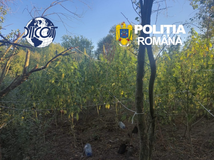 foto perchezitii in caras severin intr un dosar de trafic de droguri patru persoane sunt suspectate ca foto perchezitii in caras severin intr un dosar de trafic de droguri patru persoane sunt suspectate ca