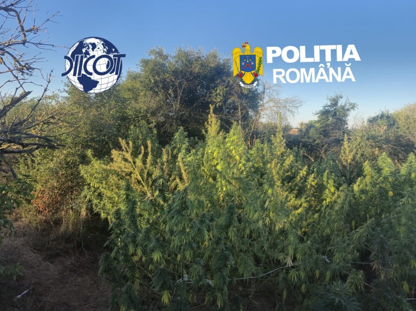 foto perchezitii in caras severin intr un dosar de trafic de droguri patru persoane sunt suspectate ca foto perchezitii in caras severin intr un dosar de trafic de droguri patru persoane sunt suspectate ca